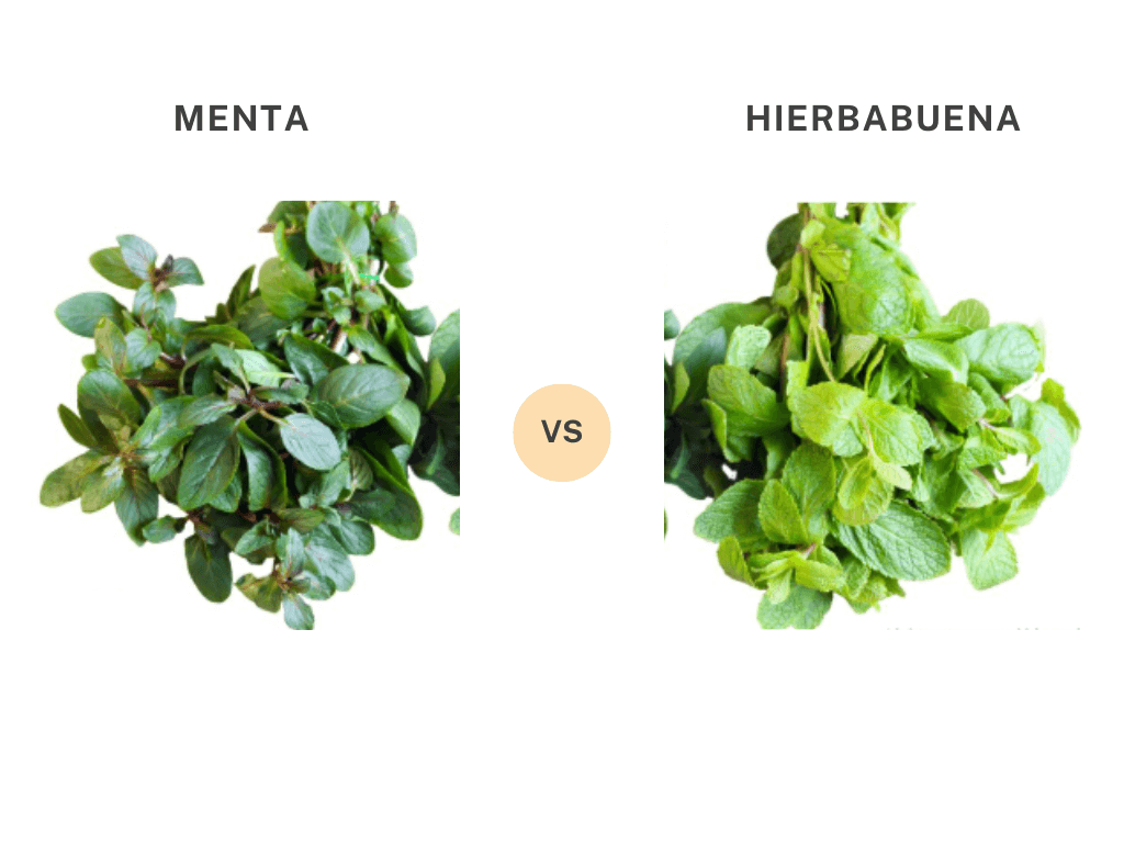 comparativa menta y hierbabuena para hacer mojito sin alcohol